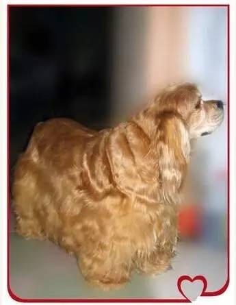 为什么狗狗绝育会胖,为什么狗狗绝育了会变胖