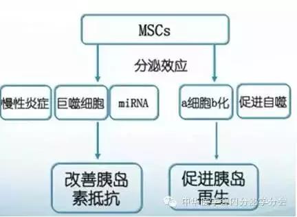 谈一谈糖尿病的话题,王意忠干细胞治疗糖尿病