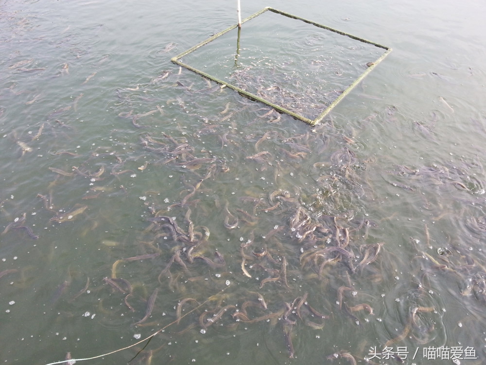 泥鳅养殖前景与利润卖泥鳅赚钱吗,家庭养殖泥鳅如何赚钱快