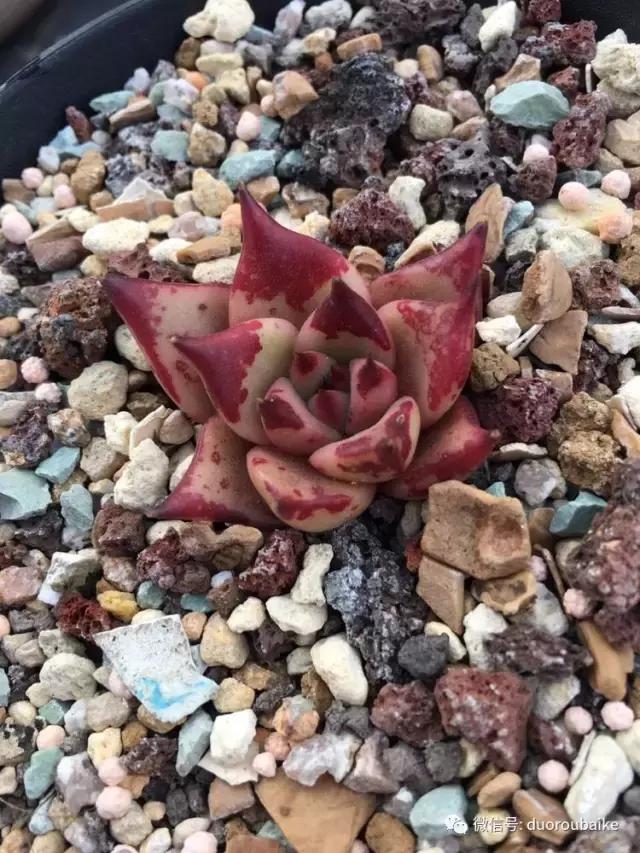 多肉是黯淡生活里的良药,多肉是解决烦恼和疲惫的良药