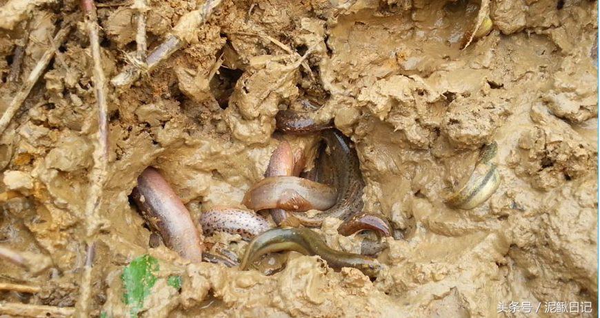 养泥鳅要注意事项,养泥鳅需要注意哪些细节