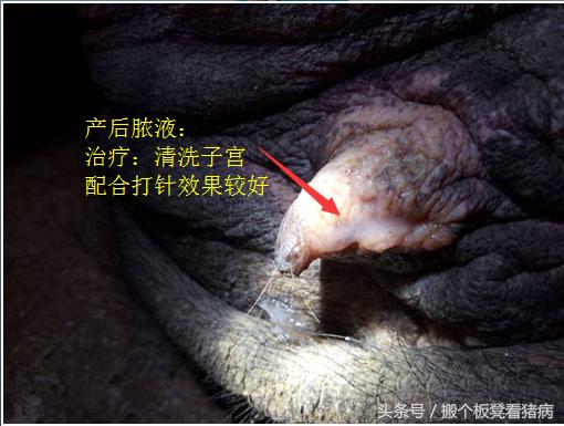 养猪人如何防控猪病,养猪人如何预防猪病