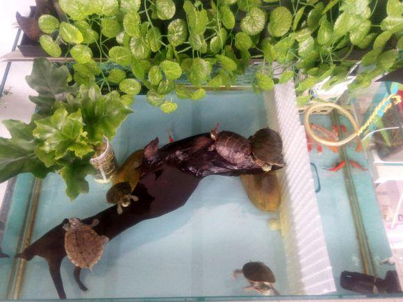 养龟合适的绿植有哪些品种,黄喉龟缸里合适养什么绿植