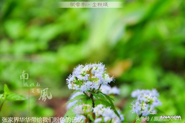 张家界国家森林公园旅游攻略,张家界品质游旅行社旅游攻略