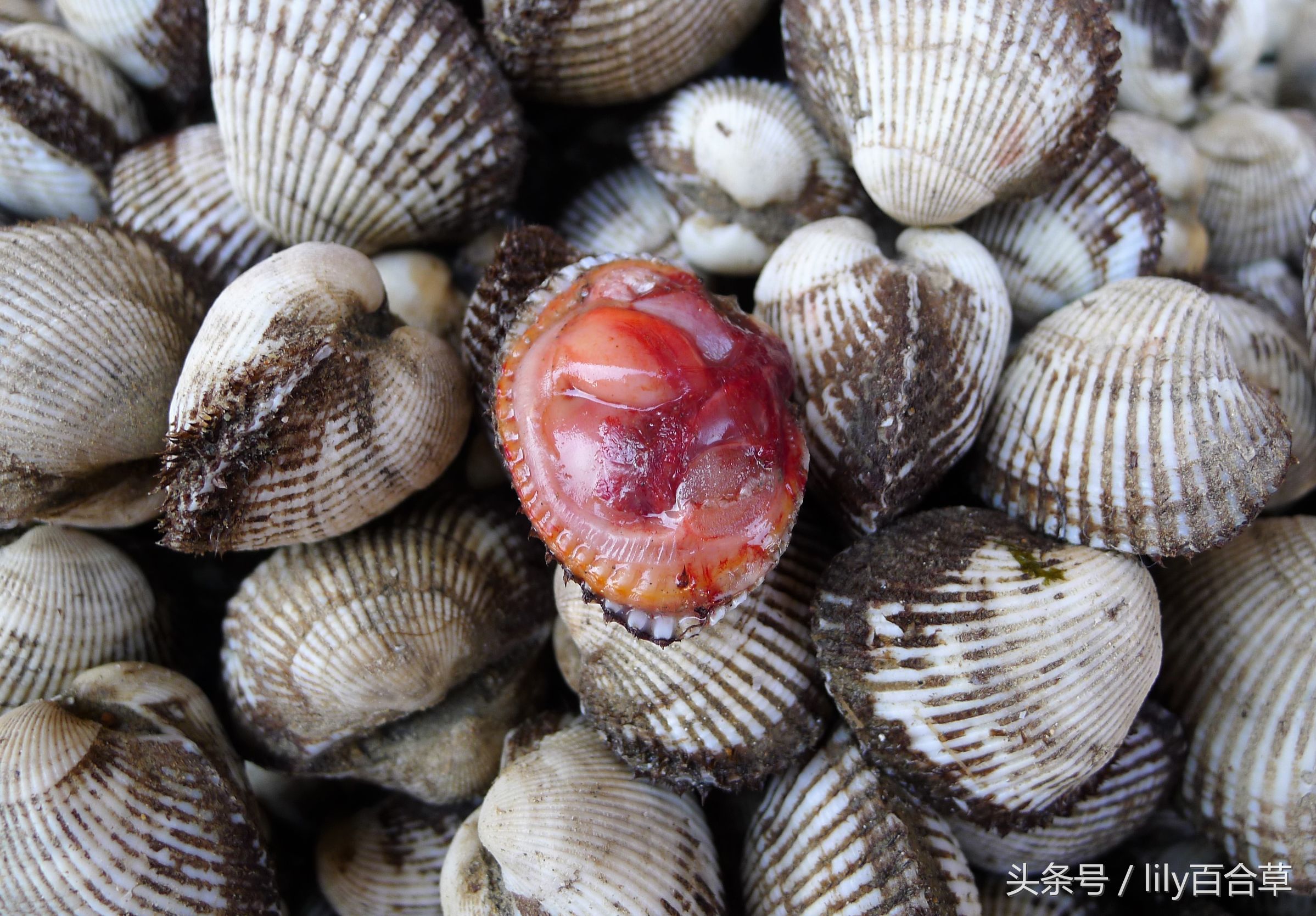 哪些海鲜能够带回家,回家路上能够带海鲜吗