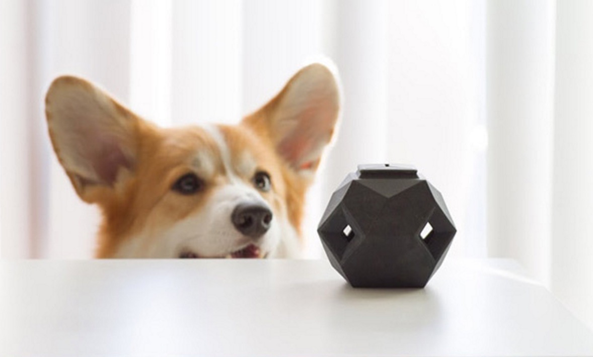 怎样挑选合适狗狗的玩具,如何给狗狗选择玩具大家知道吗