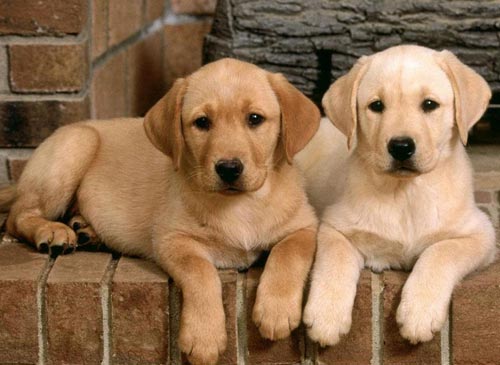 狗狗换了狗粮便便特别臭,狗狗拉便便臭是不是就是狗粮不好