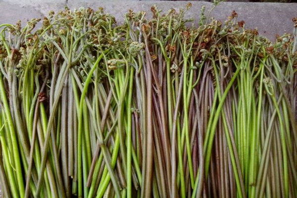 哪些野菜能够降血压降血糖,致癌的三种蔬菜野菜图片大全