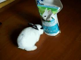 如何征服不听话的猫,怎么征服不给抱的小猫咪