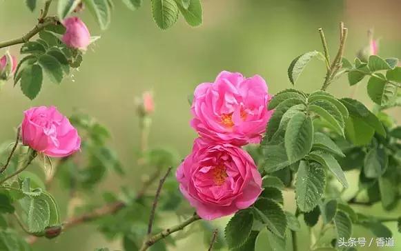 可囊可食，可嗅可观，可插可戴的玫瑰，才是“真玫瑰”