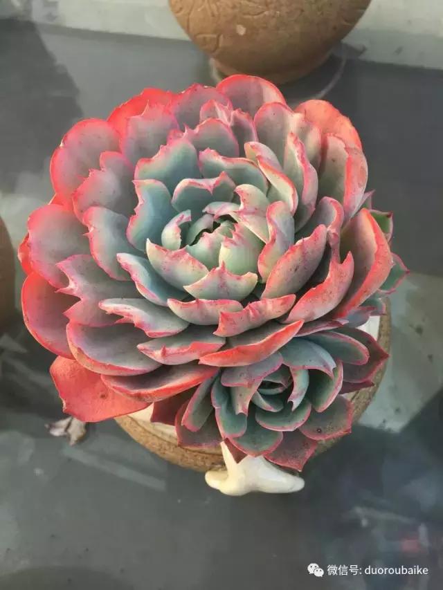 多肉是黯淡生活里的良药,多肉是解决烦恼和疲惫的良药