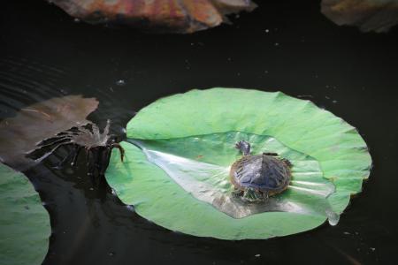 养龟合适的绿植有哪些品种,黄喉龟缸里合适养什么绿植