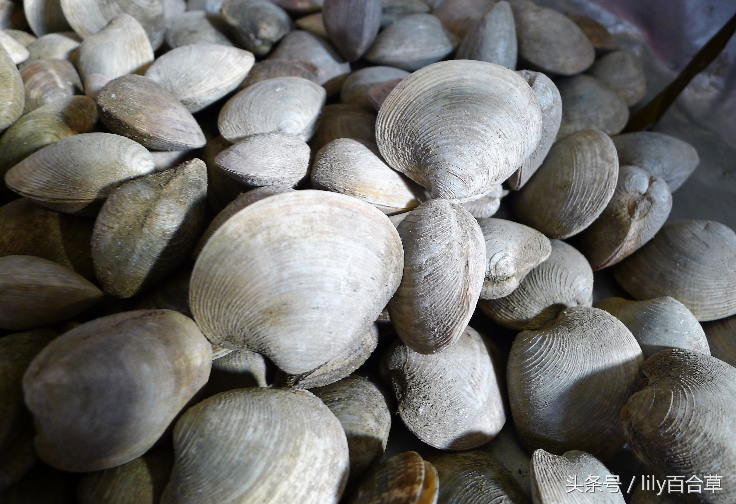 哪些海鲜能够带回家,回家路上能够带海鲜吗