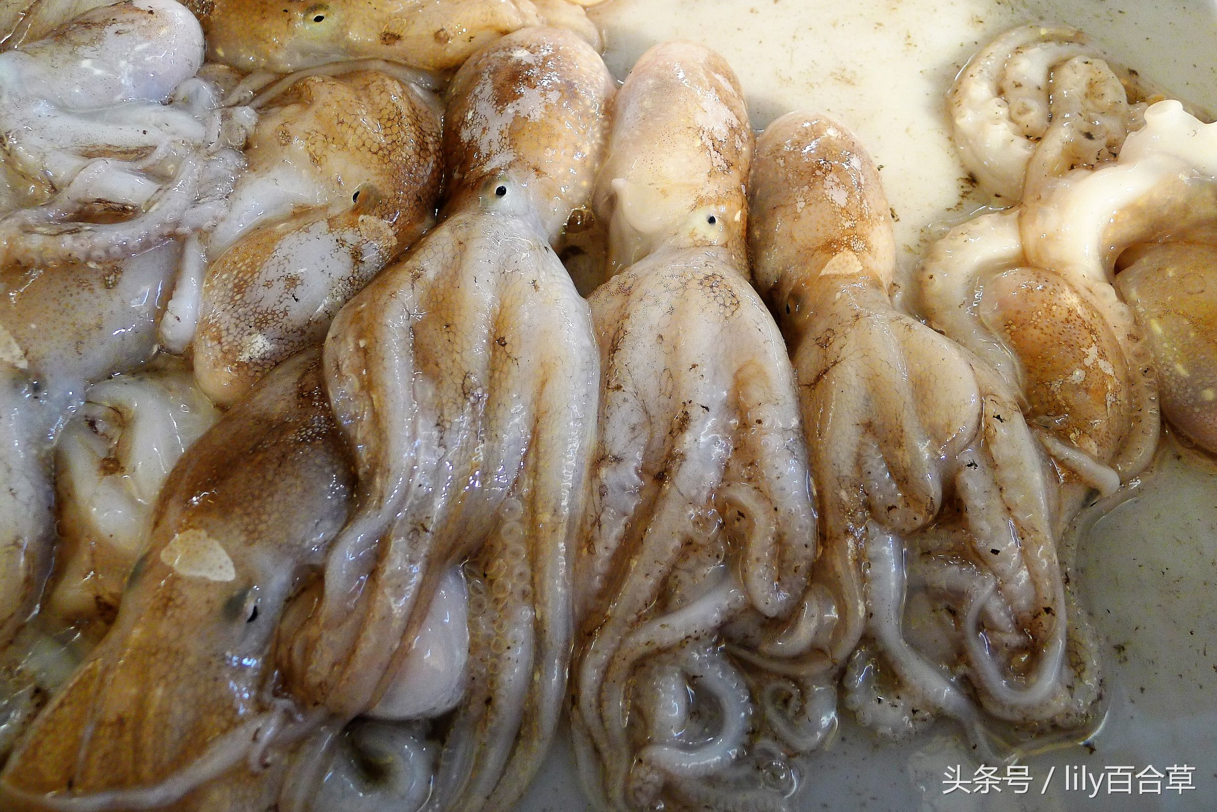 哪些海鲜能够带回家,回家路上能够带海鲜吗