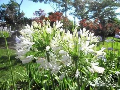 最合适春天的香水,合适春天留香较久的女性香水