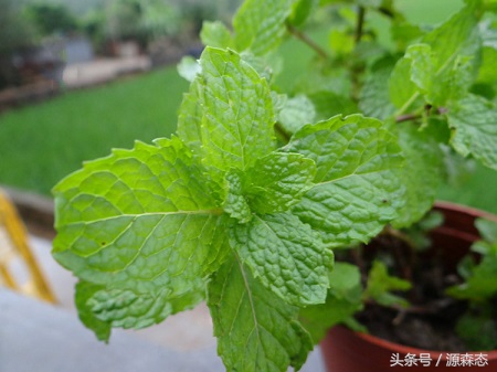 阳台种薄荷视频,阳台种薄荷最好用什么土
