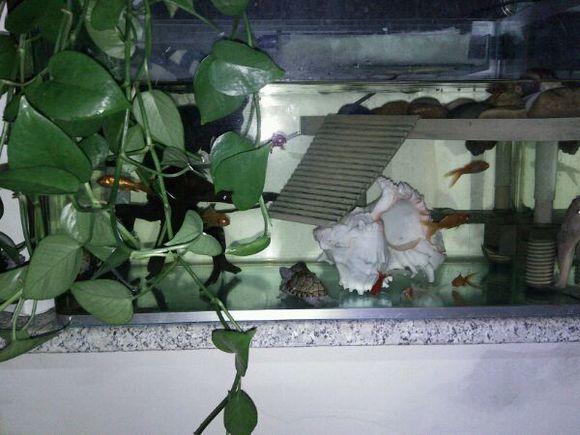 养龟合适的绿植有哪些品种,黄喉龟缸里合适养什么绿植