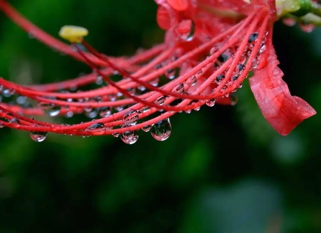《本草》植物志之彼岸花：开一千年，落一千年，花叶不相见