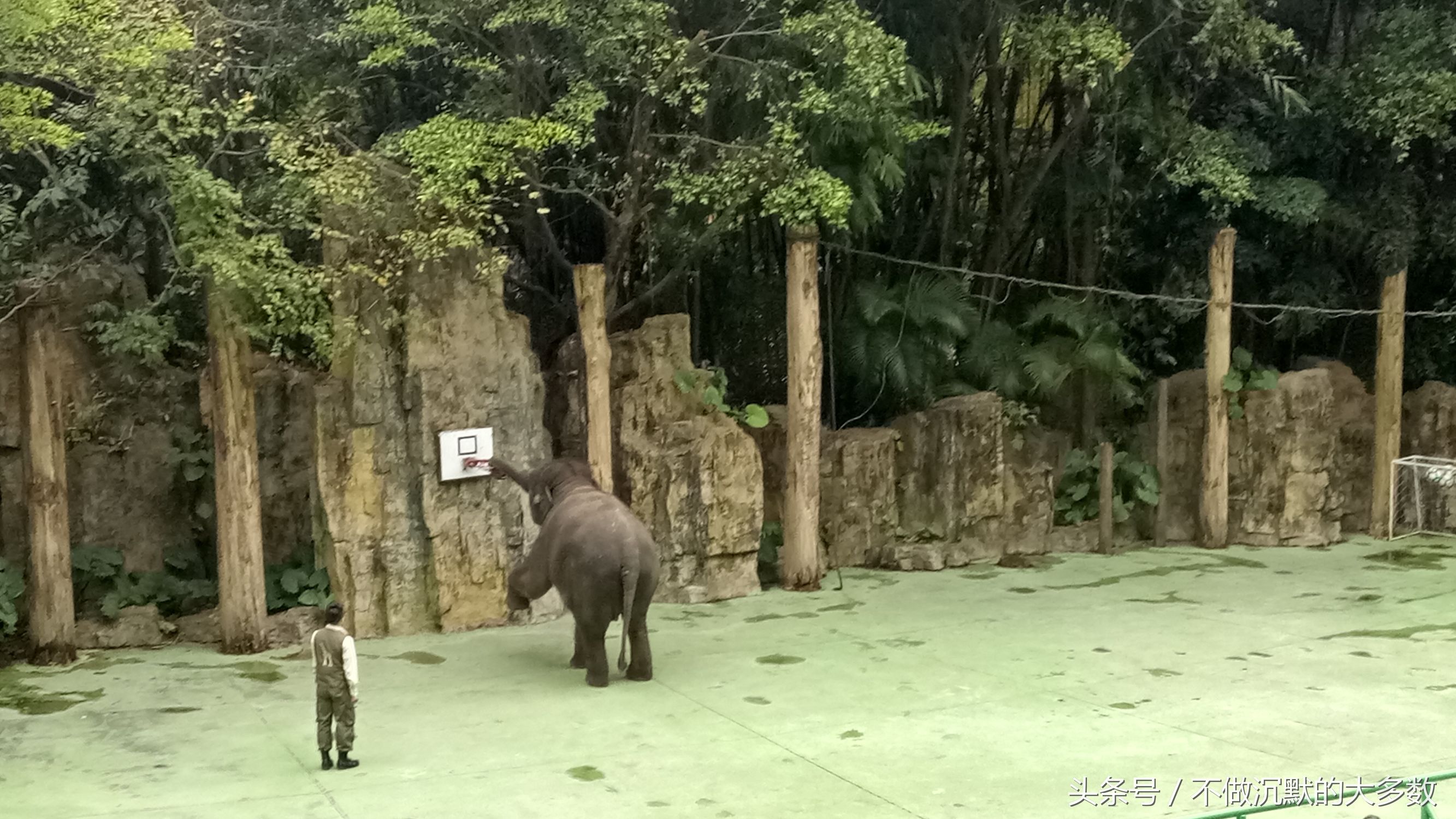 广州长隆野生动物园金蛇秘境直播,长隆野生动物园金蛇秘境害怕吗