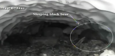 狗狗在野外发现了个洞穴,狗狗发现神秘洞穴