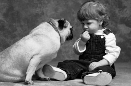 关注流浪狗的问题,宠物狗体会不到流浪狗的心酸