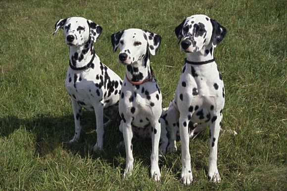 狗狗品种收集大全,收藏狗狗