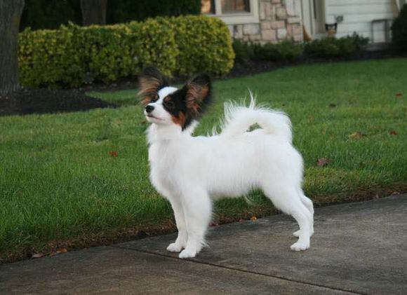 狗狗品种收集大全,收藏狗狗