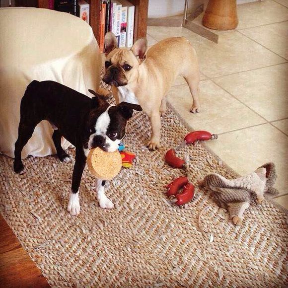 狗狗品种收集大全,收藏狗狗