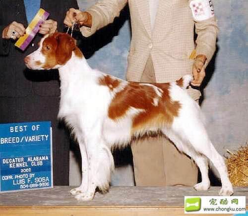 狗狗品种收集大全,收藏狗狗