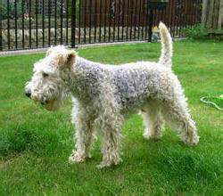 狗狗品种收集大全,收藏狗狗