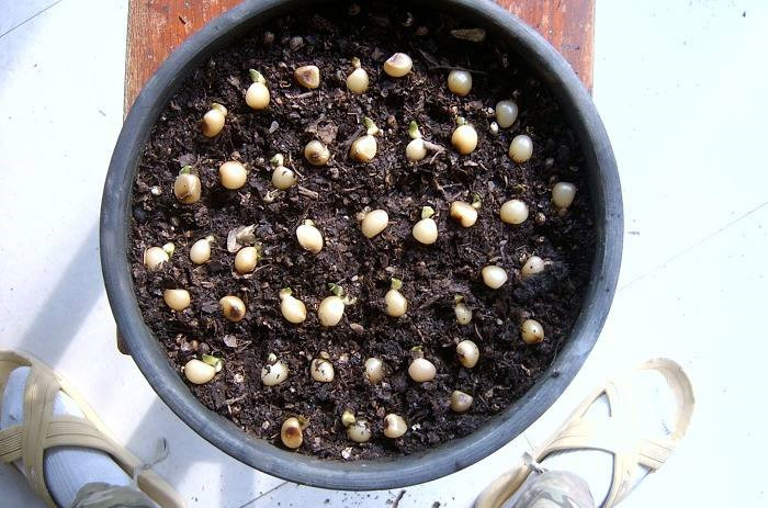 阿司匹林如何让君子兰快速生根,君子兰阿司匹林