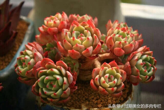 正宗颗粒土的配方,配方颗粒土