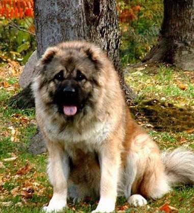 收藏狗狗的图片,收藏宠物集