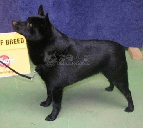 收藏狗狗的图片,收藏宠物集