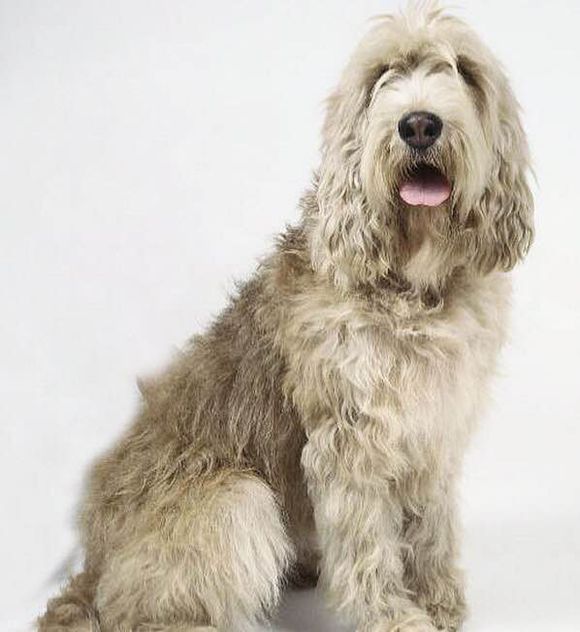 收藏狗狗的图片,收藏宠物集