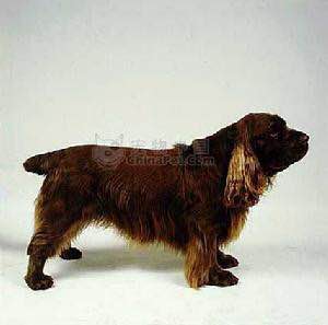 收藏狗狗的图片,收藏宠物集