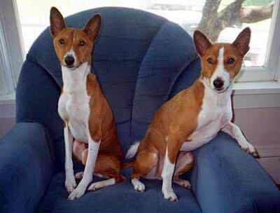 收藏狗狗的图片,收藏宠物集