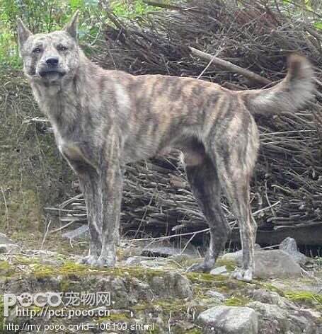 收藏狗狗的图片,收藏宠物集