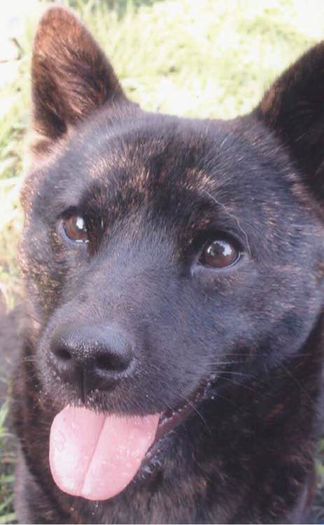 收藏狗狗的图片,收藏宠物集