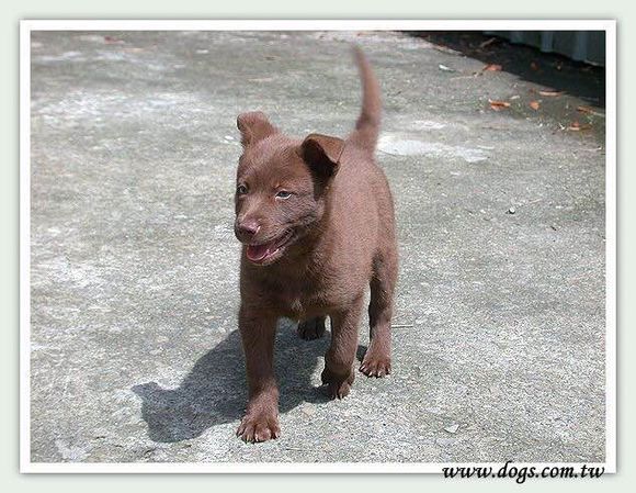 收藏狗狗的图片,收藏宠物集