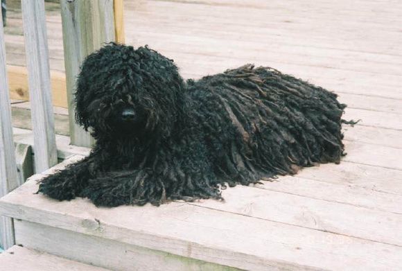 收藏狗狗的图片,收藏宠物集