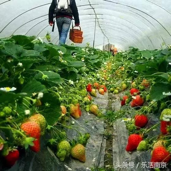 南京梅花赏花游记,好玩的摘草莓胜地打卡