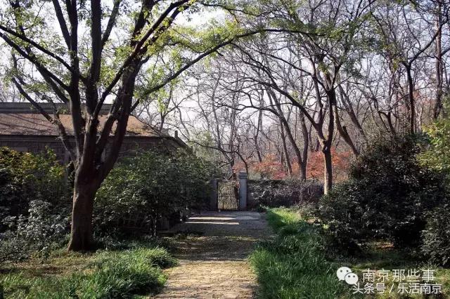 南京梅花赏花游记,好玩的摘草莓胜地打卡