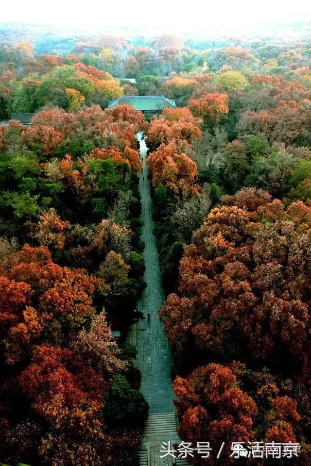 南京梅花赏花游记,好玩的摘草莓胜地打卡