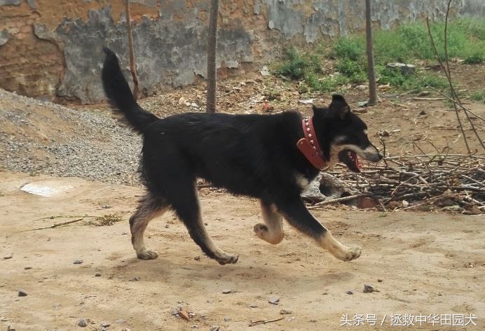 被遗弃的田园犬坎坷的领养之路,四眼田园犬成长过程