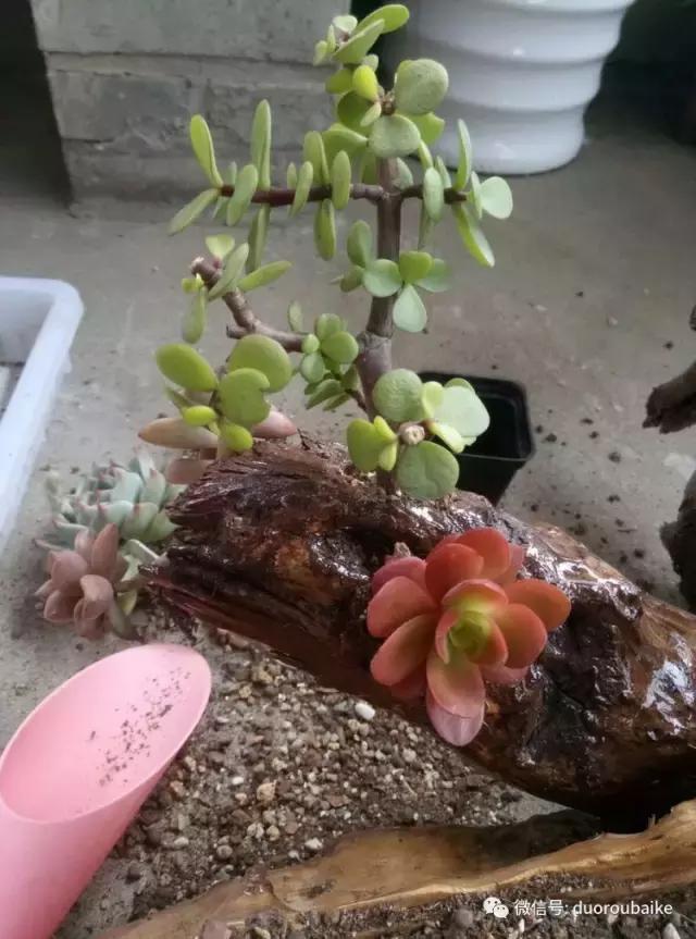 春天的多肉带给枯木新的生机，于是它们相爱了！