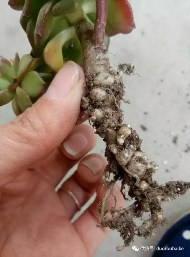 春天的多肉带给枯木新的生机，于是它们相爱了！