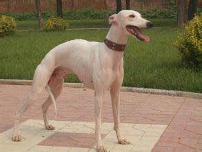 狗狗品种收集大全,收藏狗狗