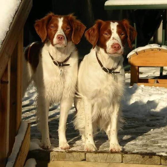 狗狗品种收集大全,收藏狗狗