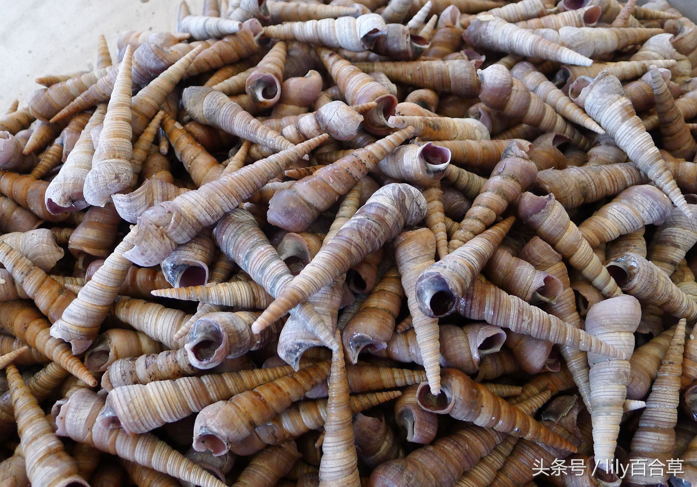 哪些海鲜能够带回家,回家路上能够带海鲜吗